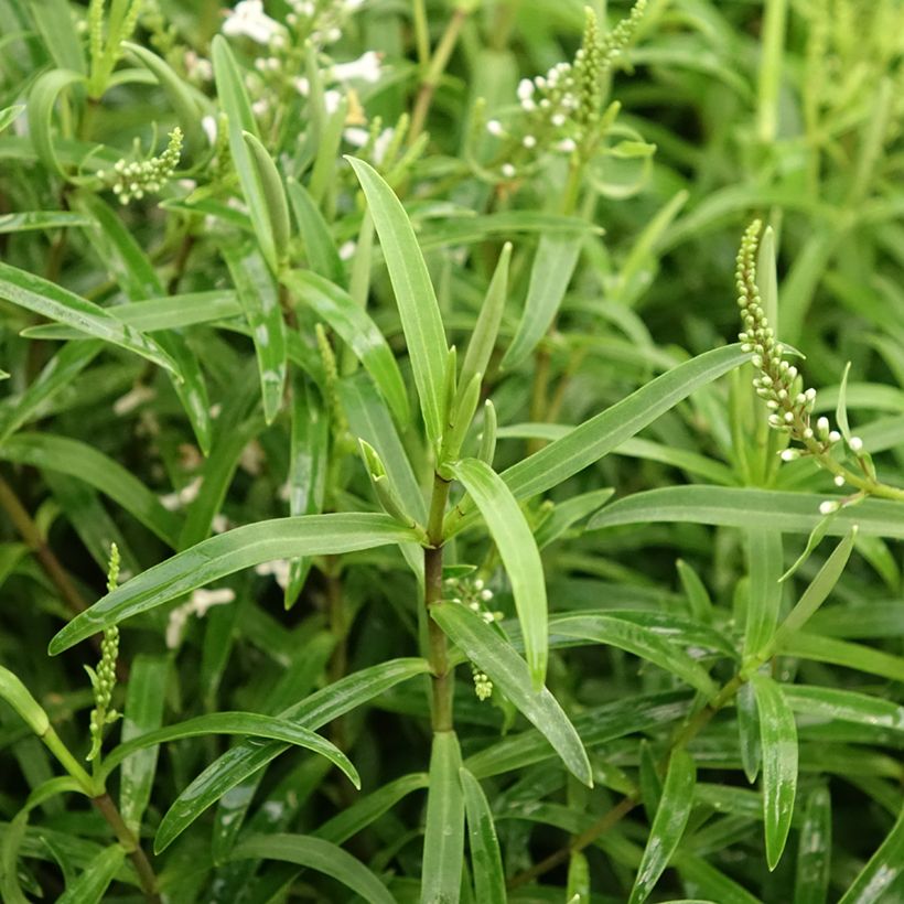 Hebe Kirkii - Strauchveronika (Laub)