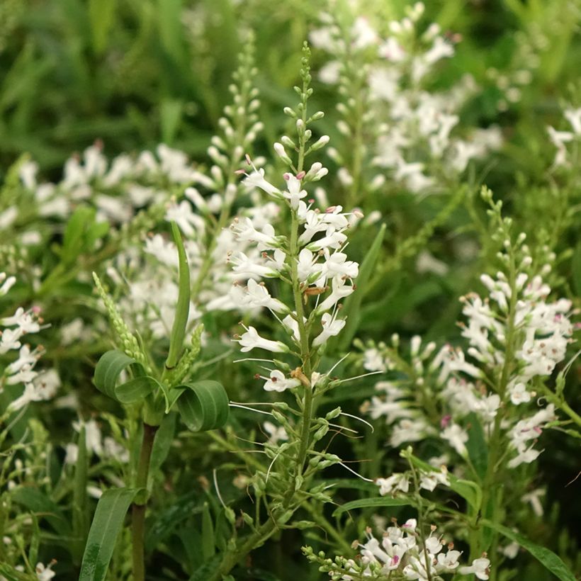 Hebe Kirkii - Strauchveronika (Blüte)