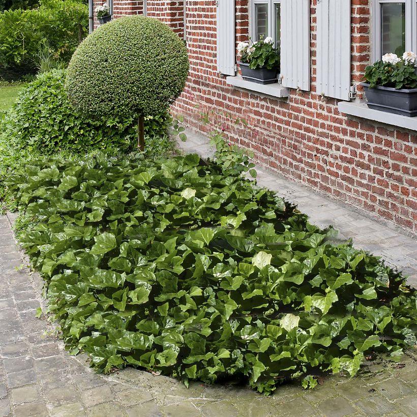 Hedera algeriensis Algerian Bellecour - Algerischer Efeu (Hafen)