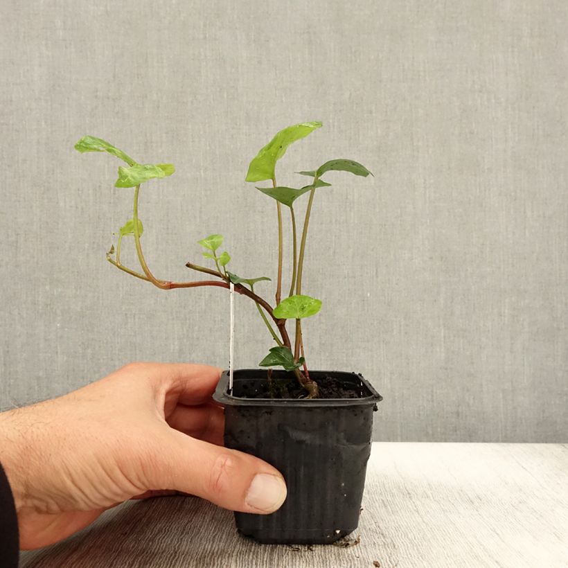 Exemplar von Hedera algeriensis - Lierre d'Algérie - Godet de 8/9 cm wie im Herbst geliefert