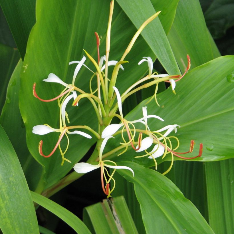 Hedychium spicatum - Schmetterlingsingwer (Blüte)