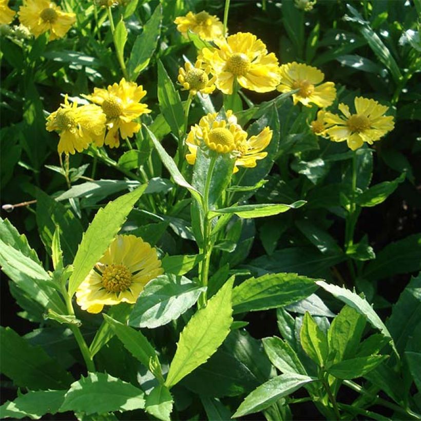 Sonnenbraut Double Trouble - Helenium (Hafen)