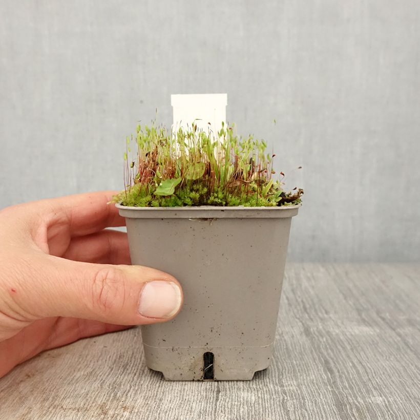 Exemplar von Helenium Strawberry Sundae - Hélénie Godet de 8/9 cm wie im Frühjahr geliefert