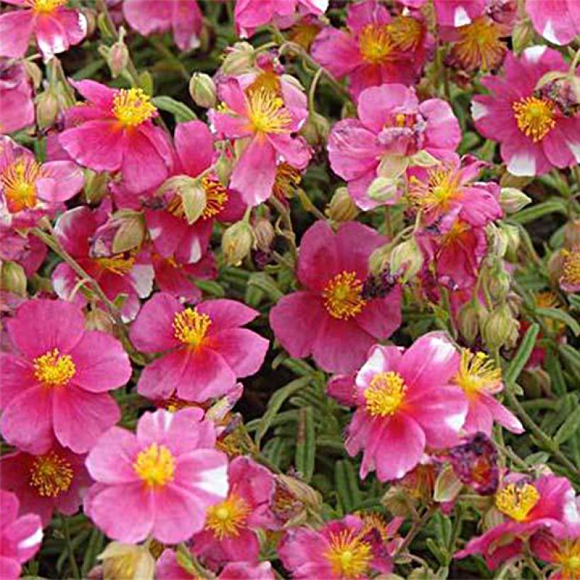 Sonnenröschen Raspberry Ripple - Helianthemum (Blüte)