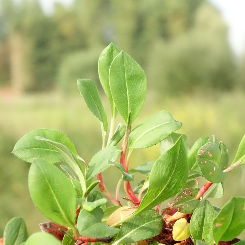 Sonnenröschen Bronzeteppich - Helianthemum (Laub)