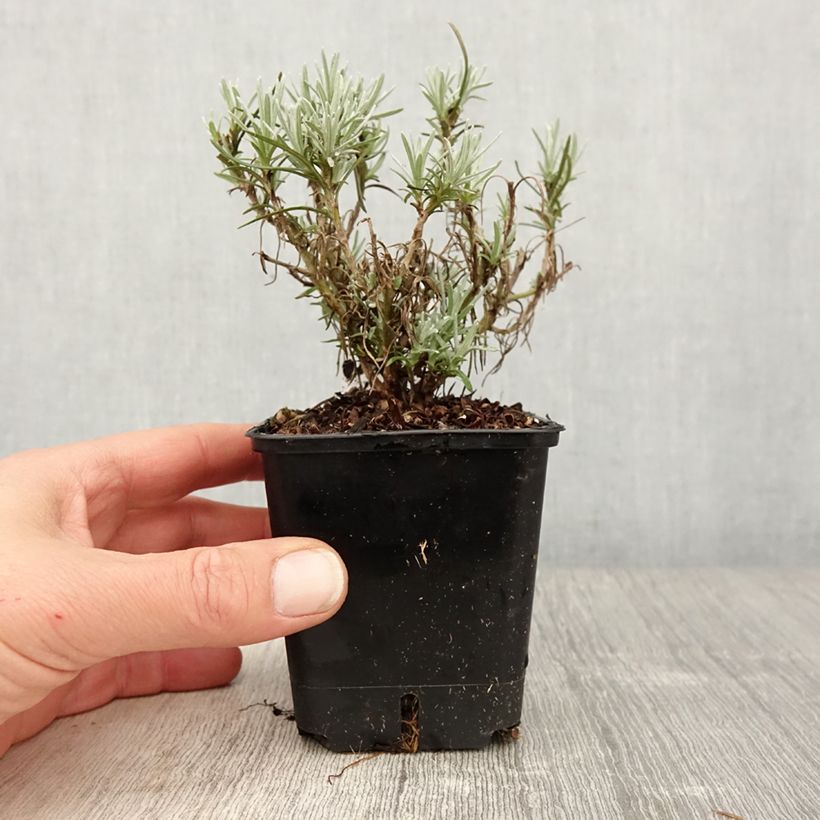 Exemplar von Helichrysum angustifolium Tall Curry - Plante curry Godet de 8/9 cm wie im Frühjahr geliefert