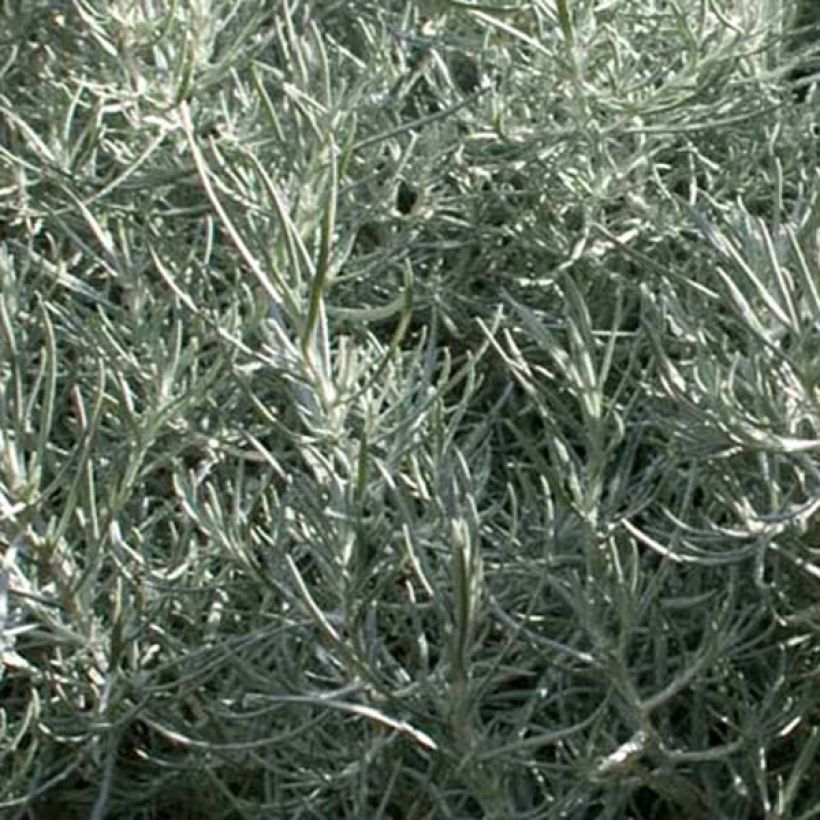 Strohblume - Helichrysum italicum (Laub)