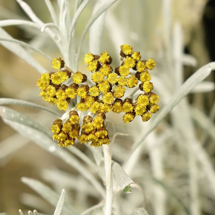 Strohblume Korma - Helichrysum italicum (Blüte)