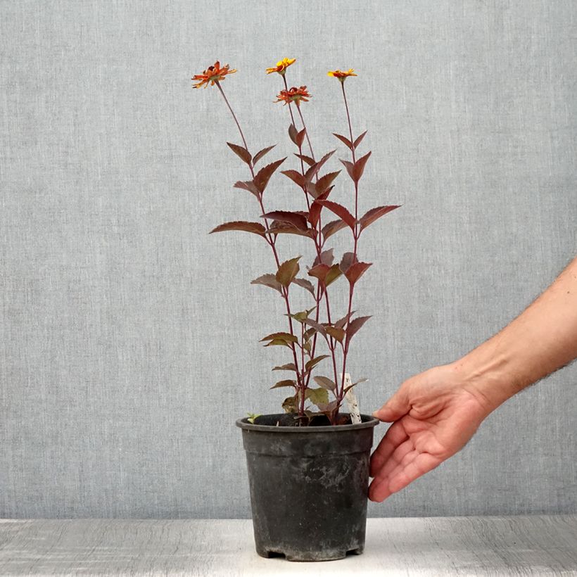 Exemplar von Heliopsis helianthoides Sparkling Contrast - Héliopsis faux-hélianthe - Pot de 2L/3L wie im Sommer geliefert