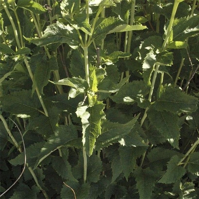 Heliopsis helianthoides var. scabra Venus - Sonnenauge (Laub)