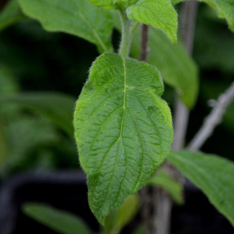 Heliotropium arborescens Marine - Vanilleblume (Laub)