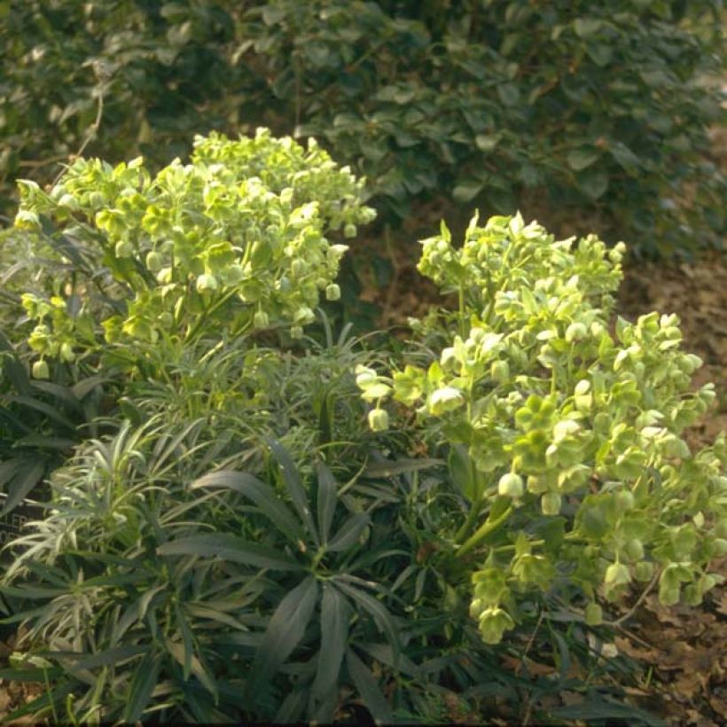 Helleborus foetidus (Hafen)