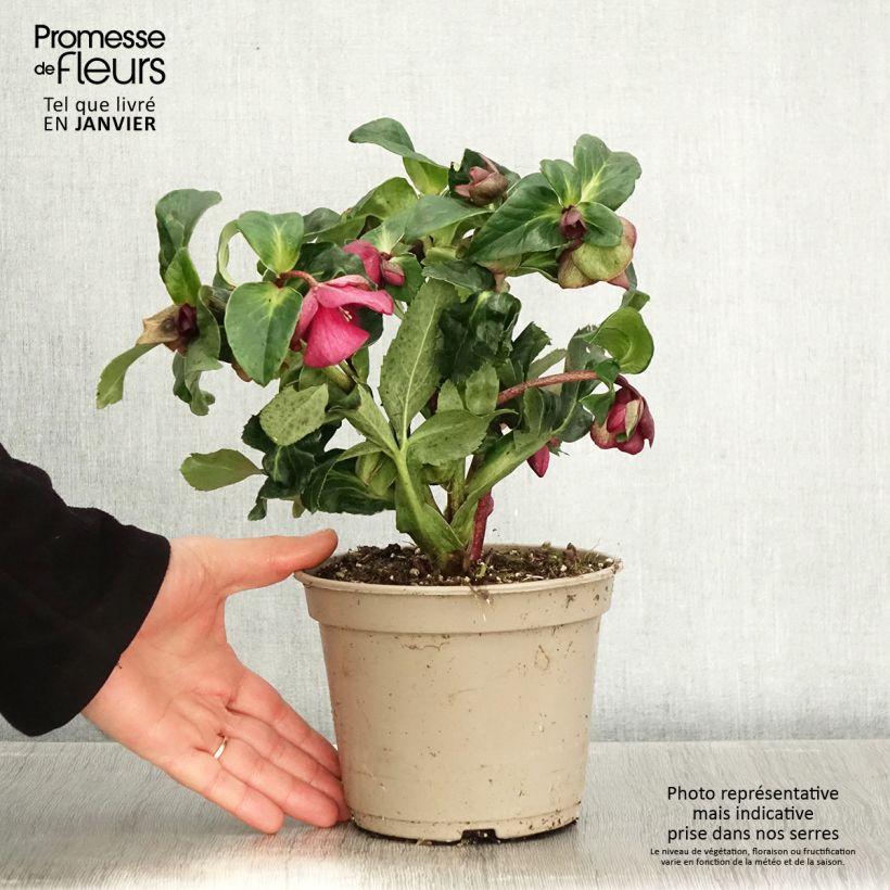 Exemplar von Helleborus nigercors HGCIce Breaker RUBY wie im Winter geliefert