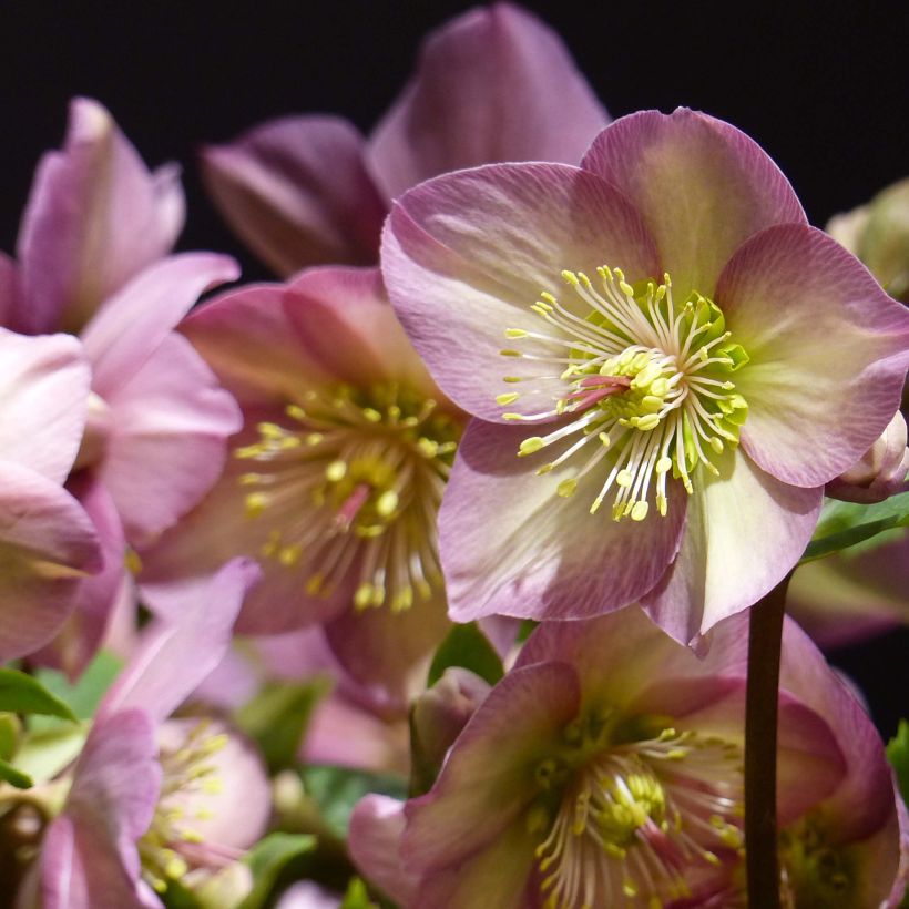 Helleborus orientalis HGC Ice N' Roses Pink (Blüte)