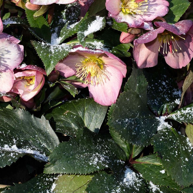 Helleborus orientalis HGC Ice N' Roses Pink (Laub)