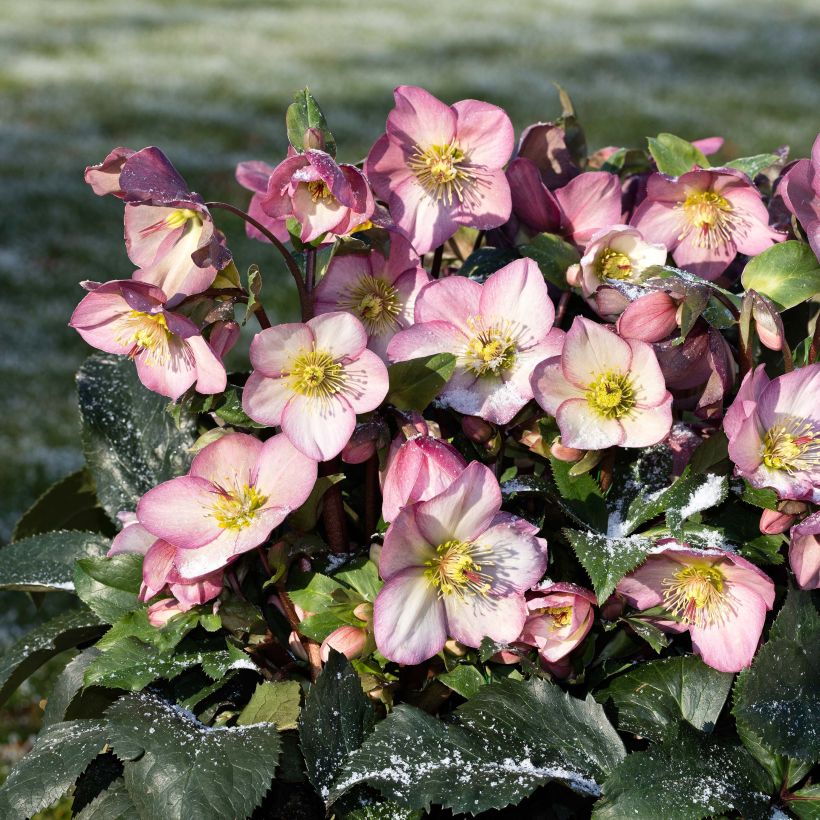 Helleborus orientalis HGC Ice N' Roses Pink (Hafen)