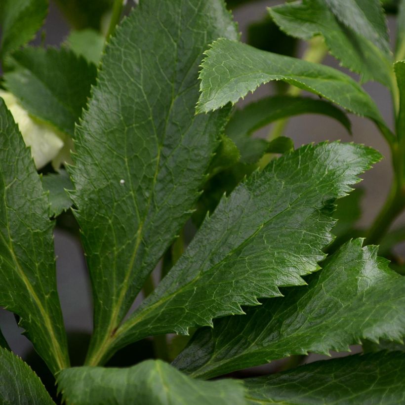 Helleborus orientalis White (Laub)