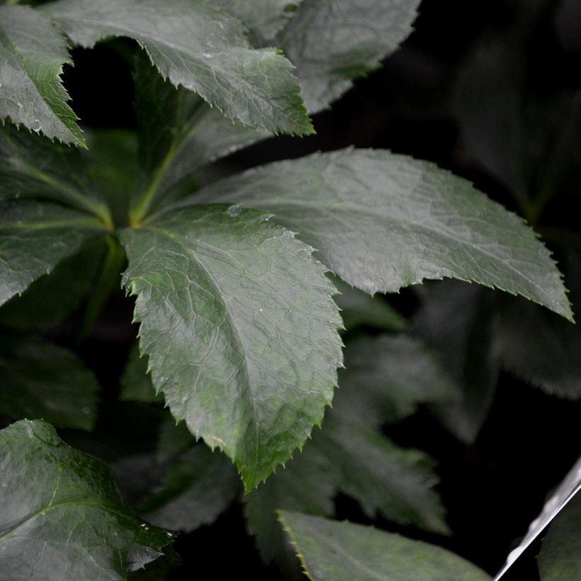 Helleborus orientalis White Red Center (Laub)