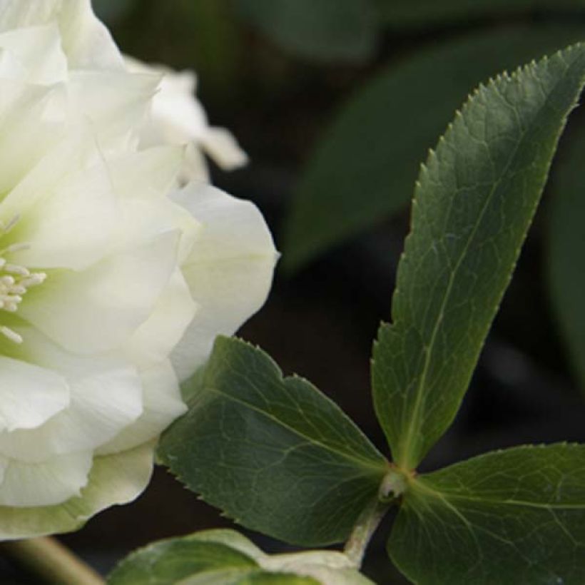 Helleborus orientalis Double White (Laub)