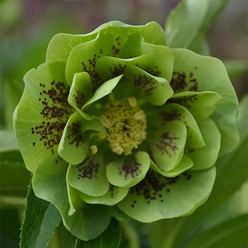 Helleborus orientalis Double Green Spotted (Blüte)