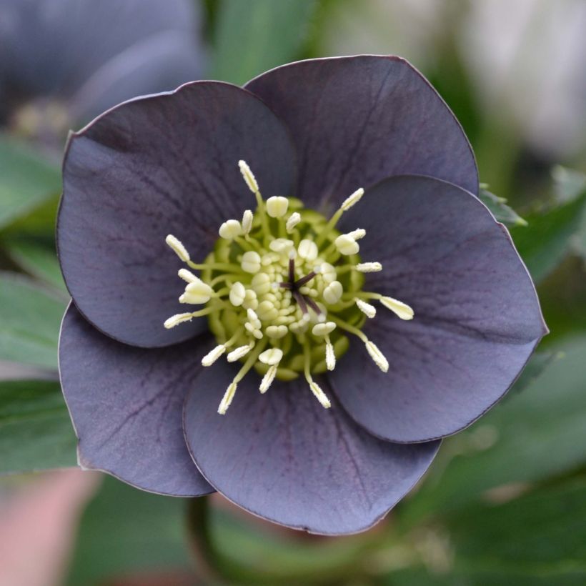 Helleborus orientalis Slaty Blue (Blüte)