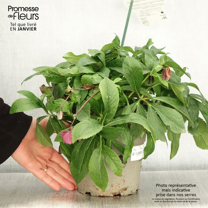 Exemplar von Helleborus orientalis ViV Patrizia wie im Winter geliefert