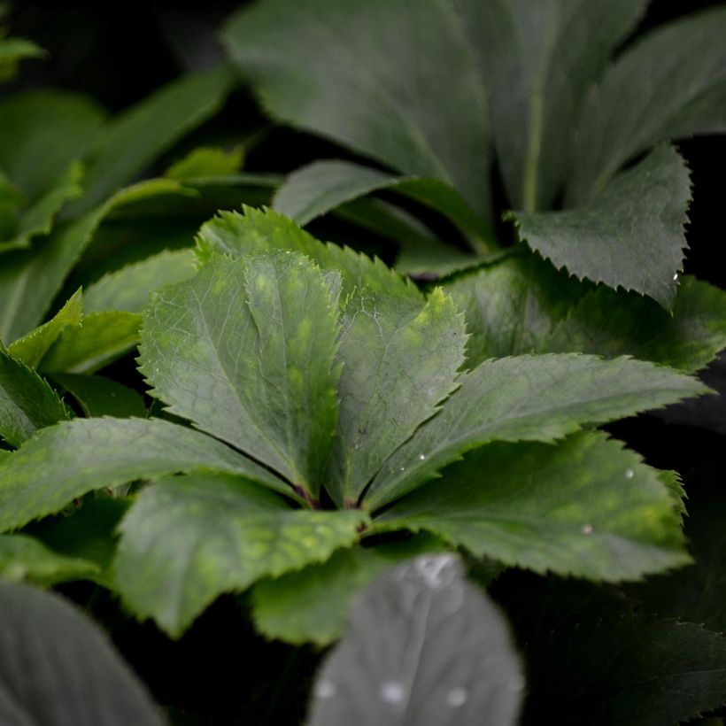 Helleborus torquatus (Laub)