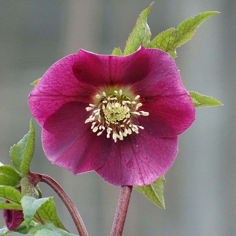 Helleborus orientalis Magic Red (Blüte)