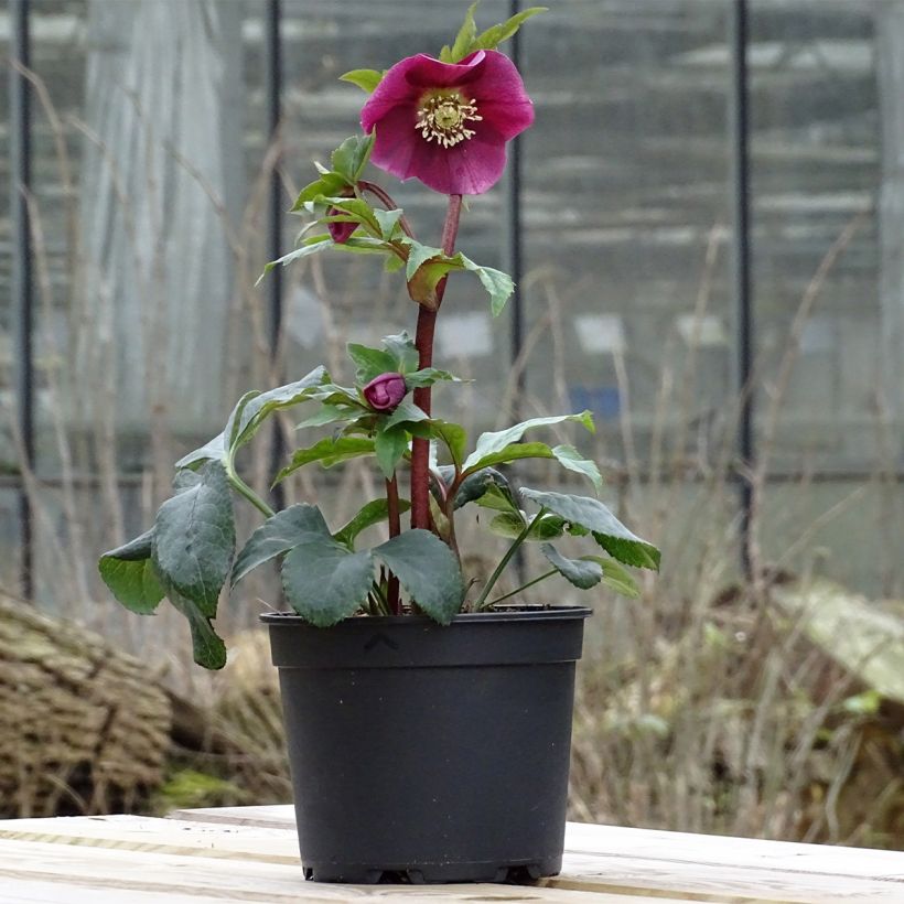 Helleborus orientalis Magic Red (Hafen)