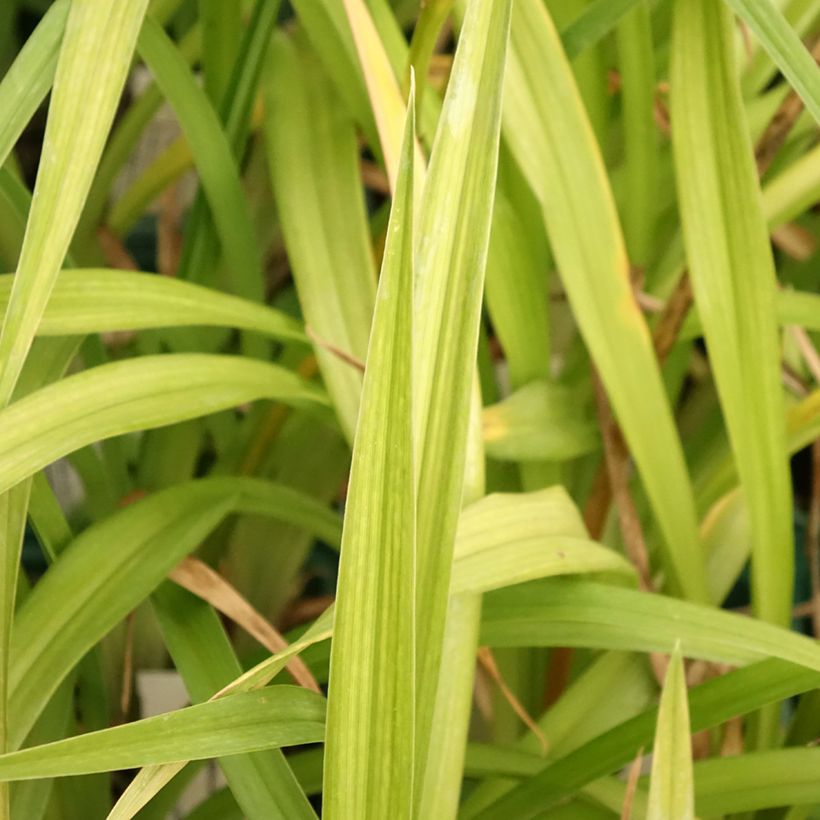 Hemerocallis Arctic Snow - Taglilie (Laub)