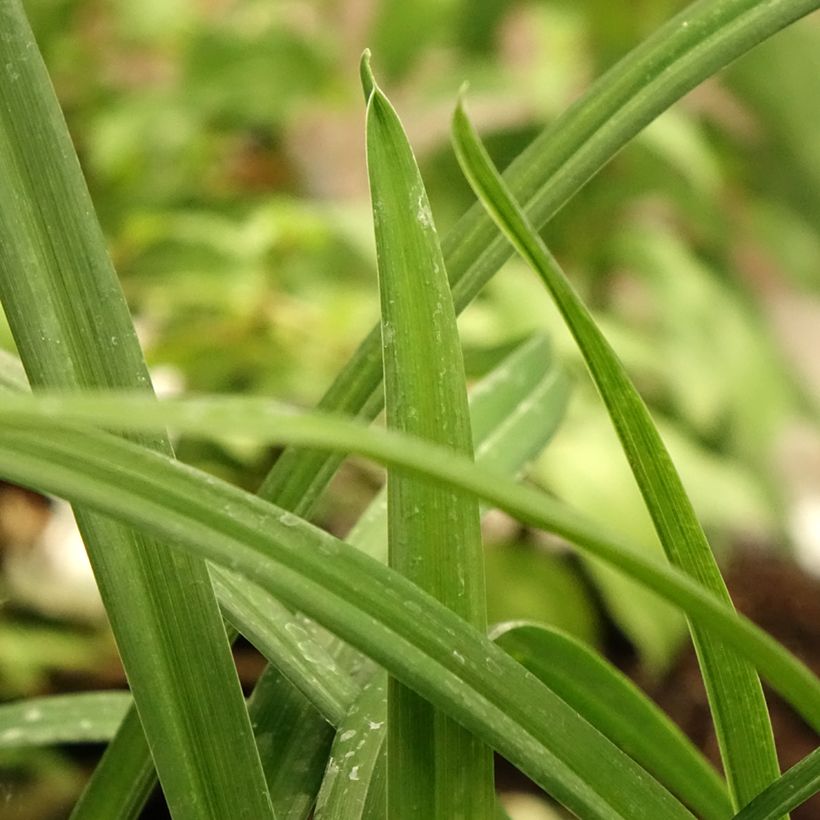 Hemerocallis Arctic Snow - Taglilie (Laub)