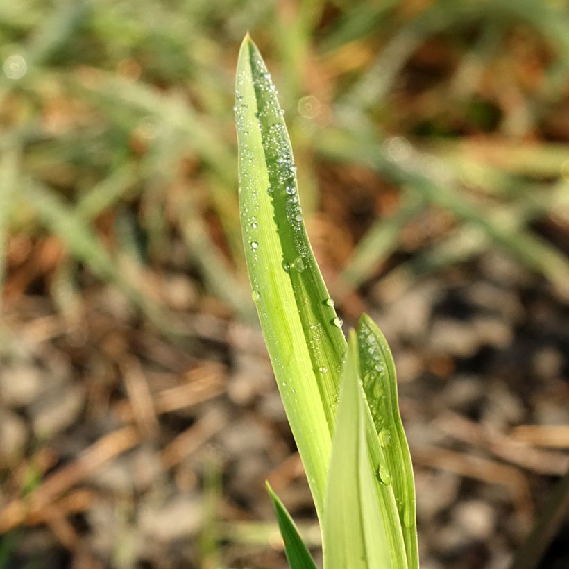 Hemerocallis Baracuda Bay - Taglilie (Laub)