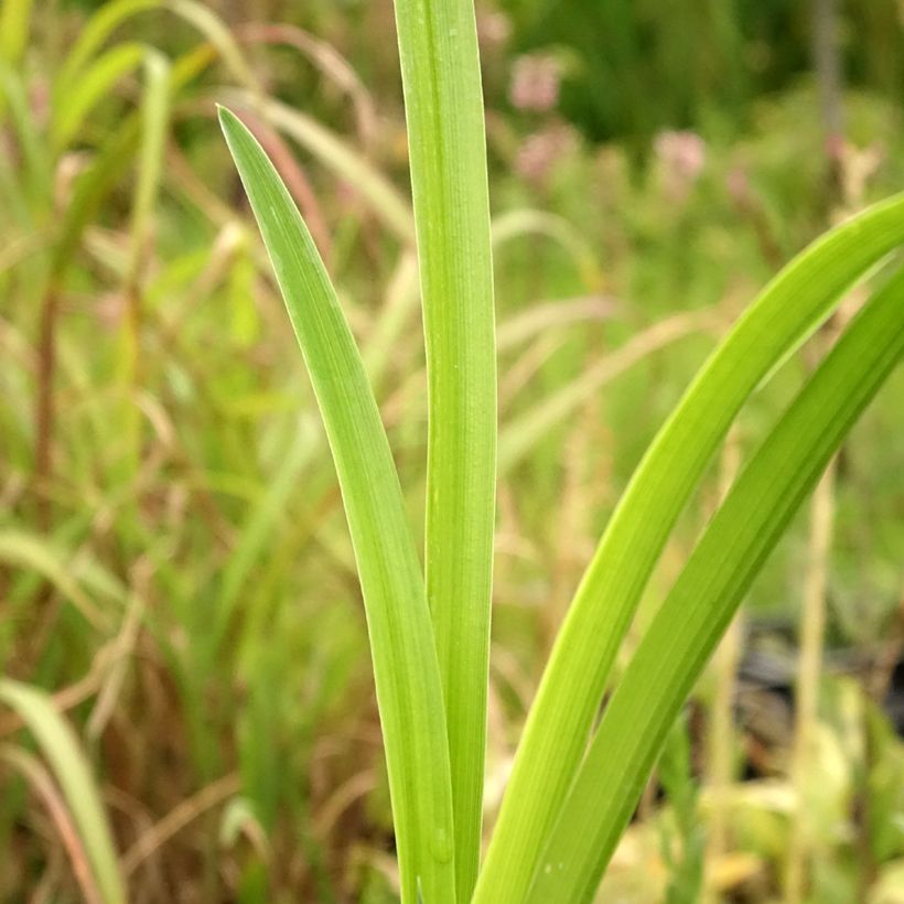 Hemerocallis Bela Lugosi - Taglilie (Laub)