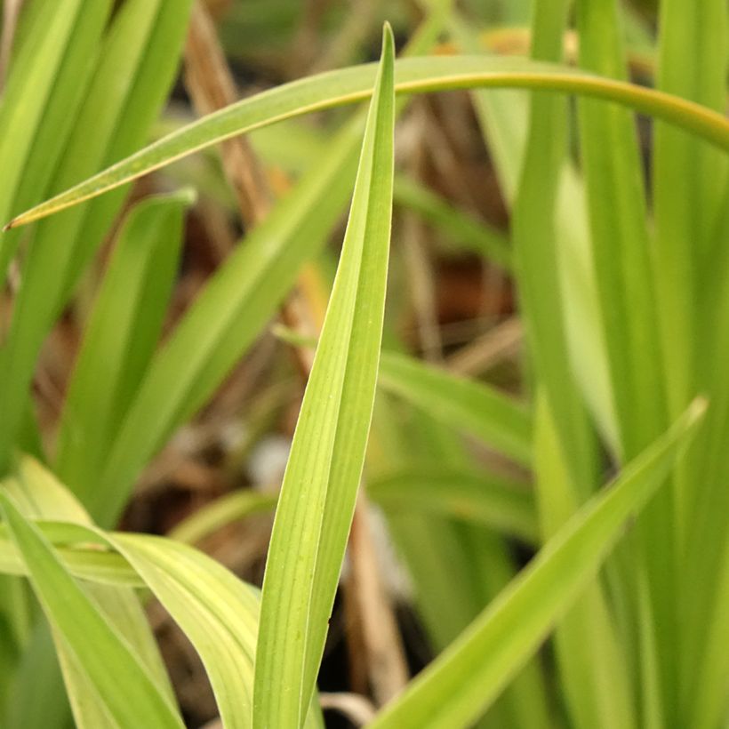 Hemerocallis Black Stockings - Taglilie (Laub)