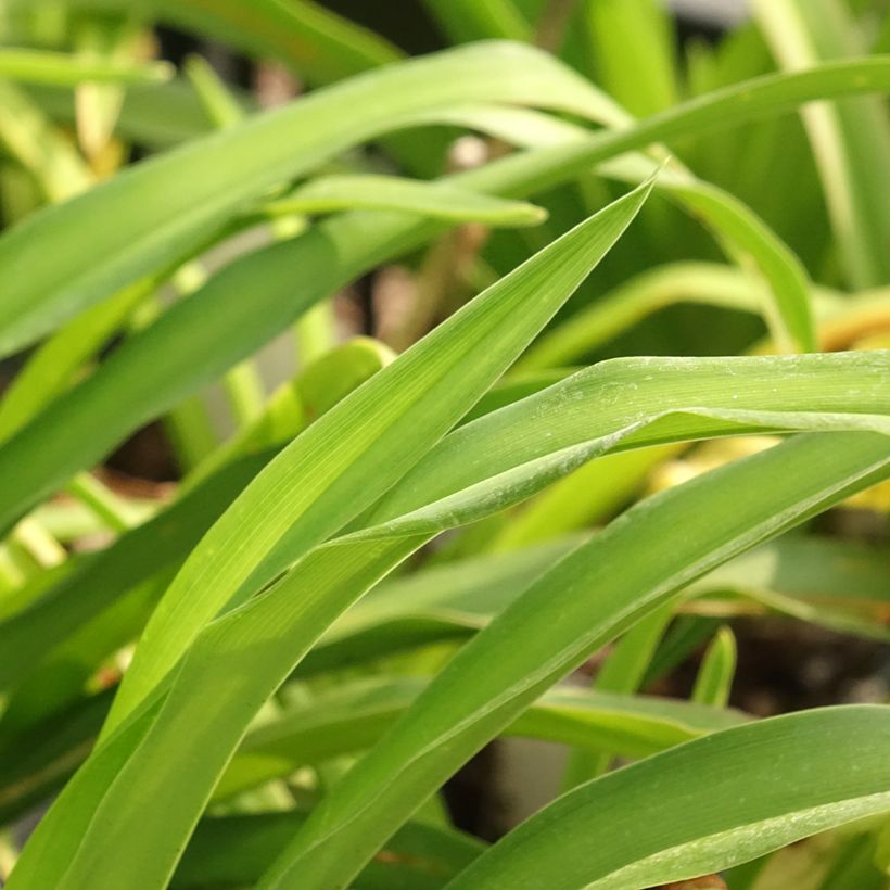 Hemerocallis Calico Jack - Taglilie (Laub)