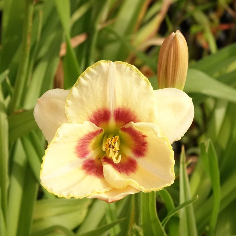 Hemerocallis Custard Candy - Taglilie (Blüte)