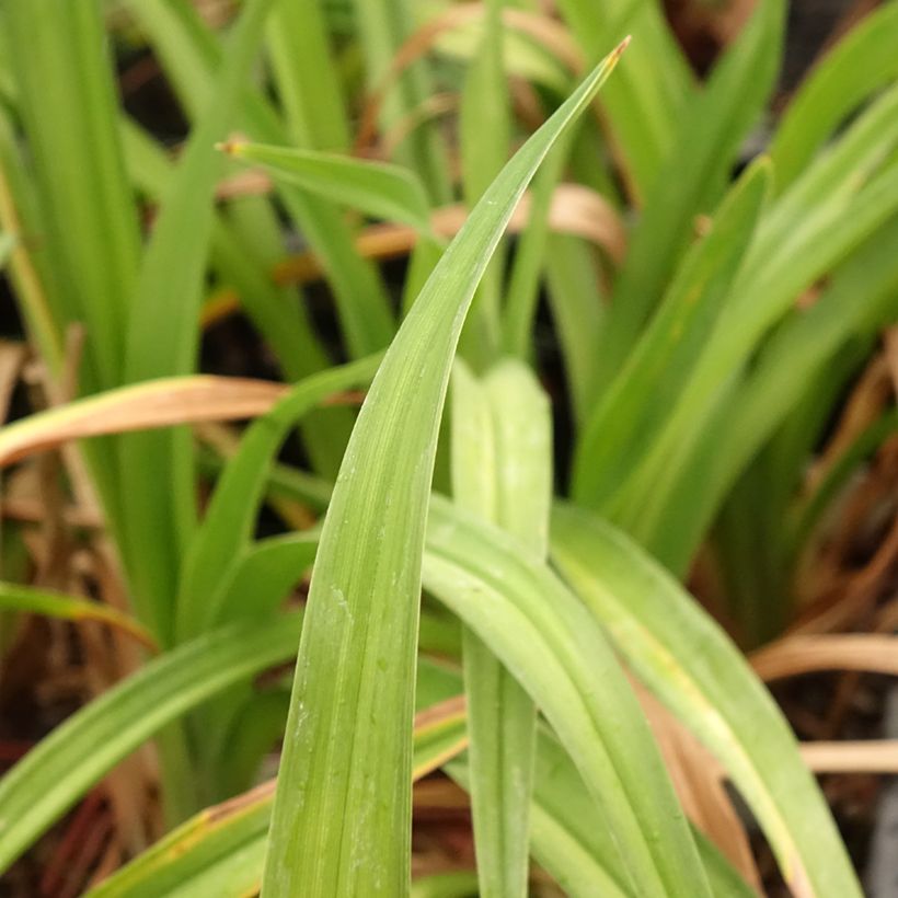 Hemerocallis Daring Deception - Taglilie (Laub)