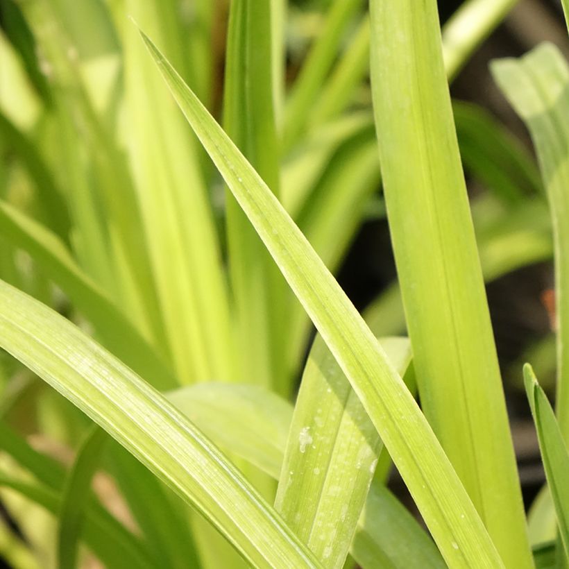 Hemerocallis Destined to See - Taglilie (Laub)