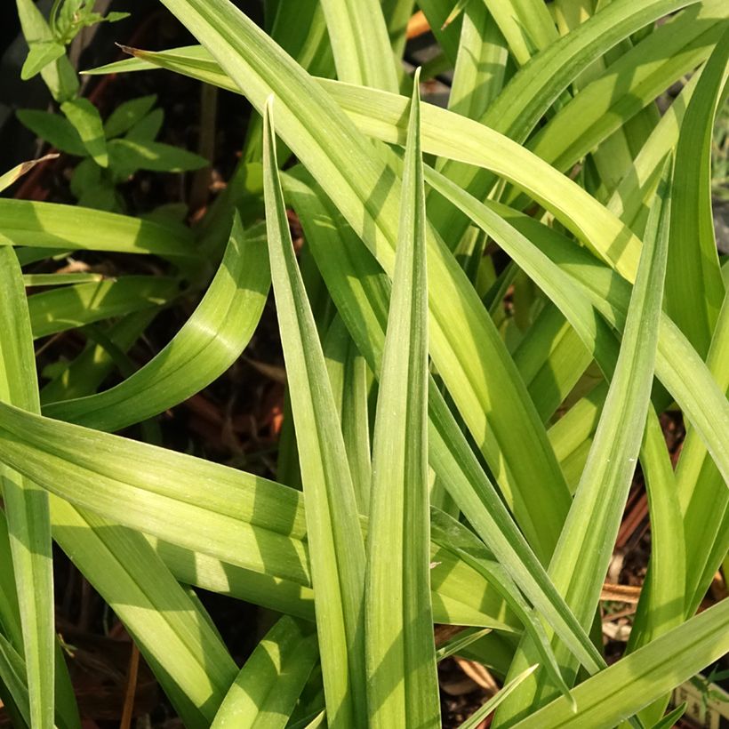 Hemerocallis Dream Legacy - Taglilie (Laub)