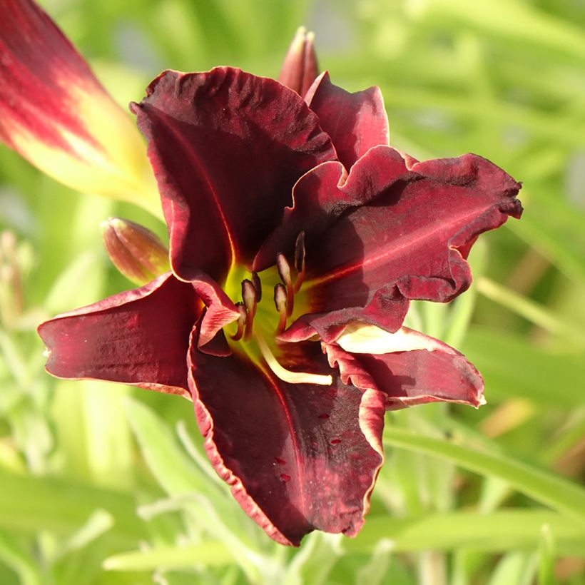 Hemerocallis Ed Murray - Taglilie (Blüte)