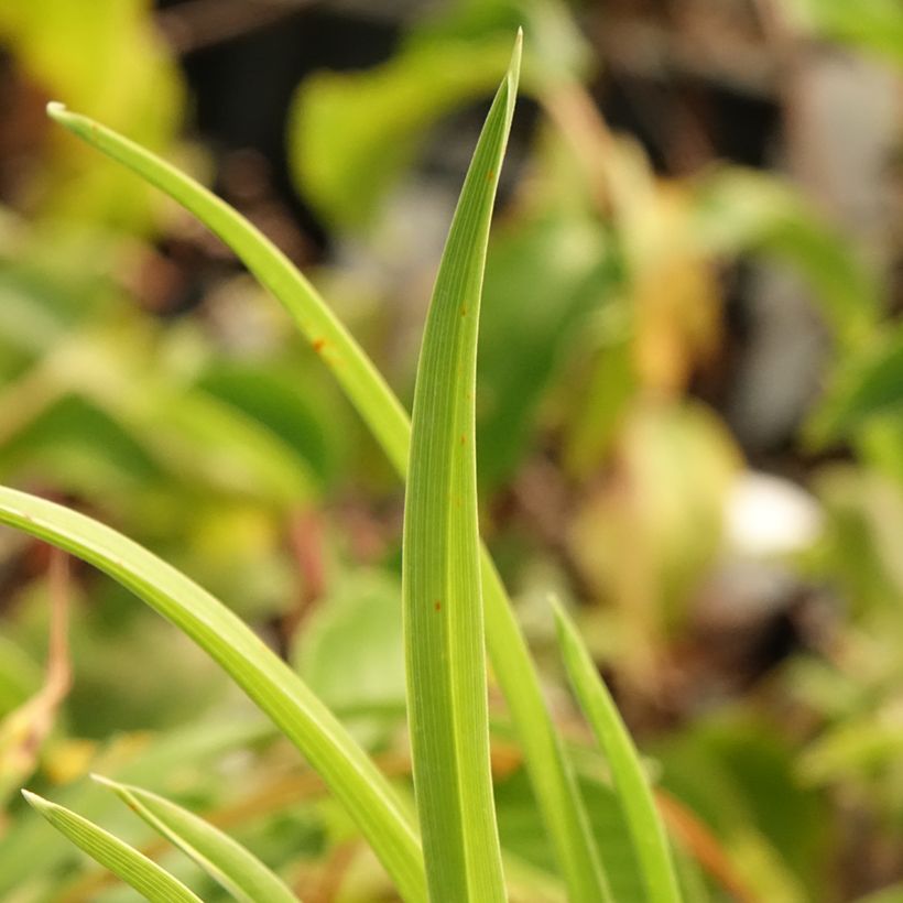 Hemerocallis Exotic Treasure - Taglilie (Laub)