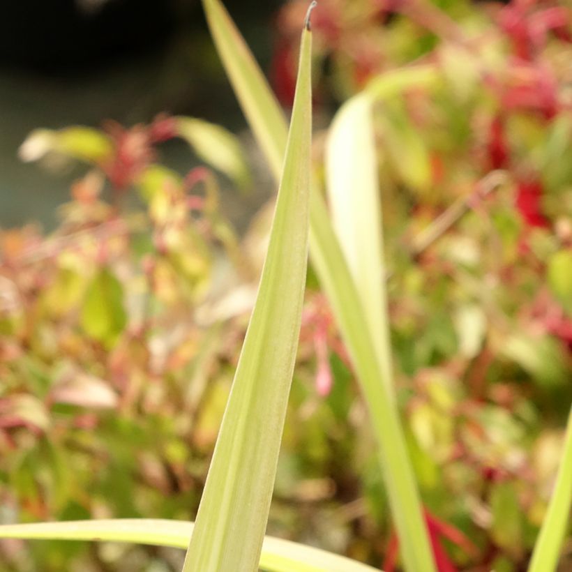 Hemerocallis Eyed Beauty - Taglilie (Laub)