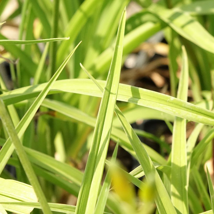 Hemerocallis Flambeau - Taglilie (Laub)