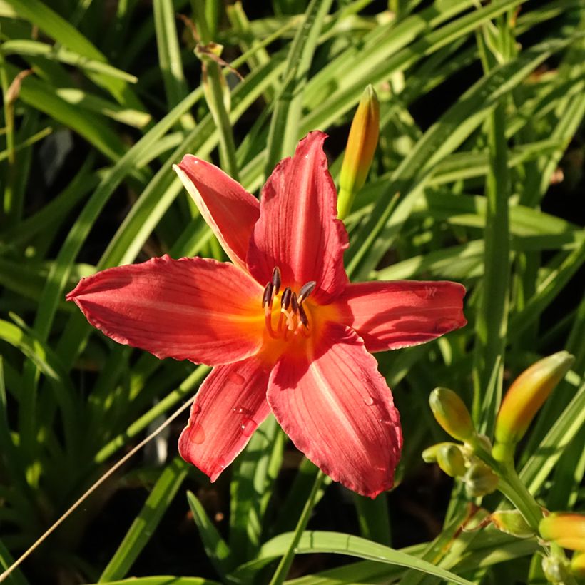 Hemerocallis Flambeau - Taglilie (Blüte)