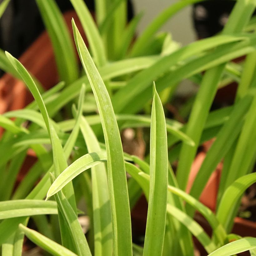 Hemerocallis Fooled Me - Taglilie (Laub)