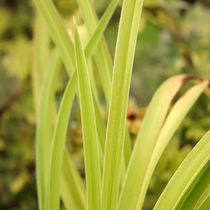 Hemerocallis Graces of Ganymede - Taglilie (Laub)