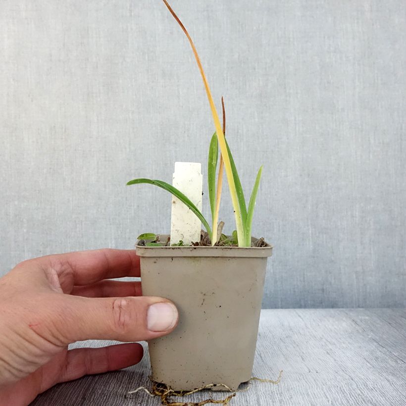 Exemplar von Hémérocalle Green Flutter - Lis d'un Jour blanc verdâtre Godet de 9cm wie im Herbst geliefert