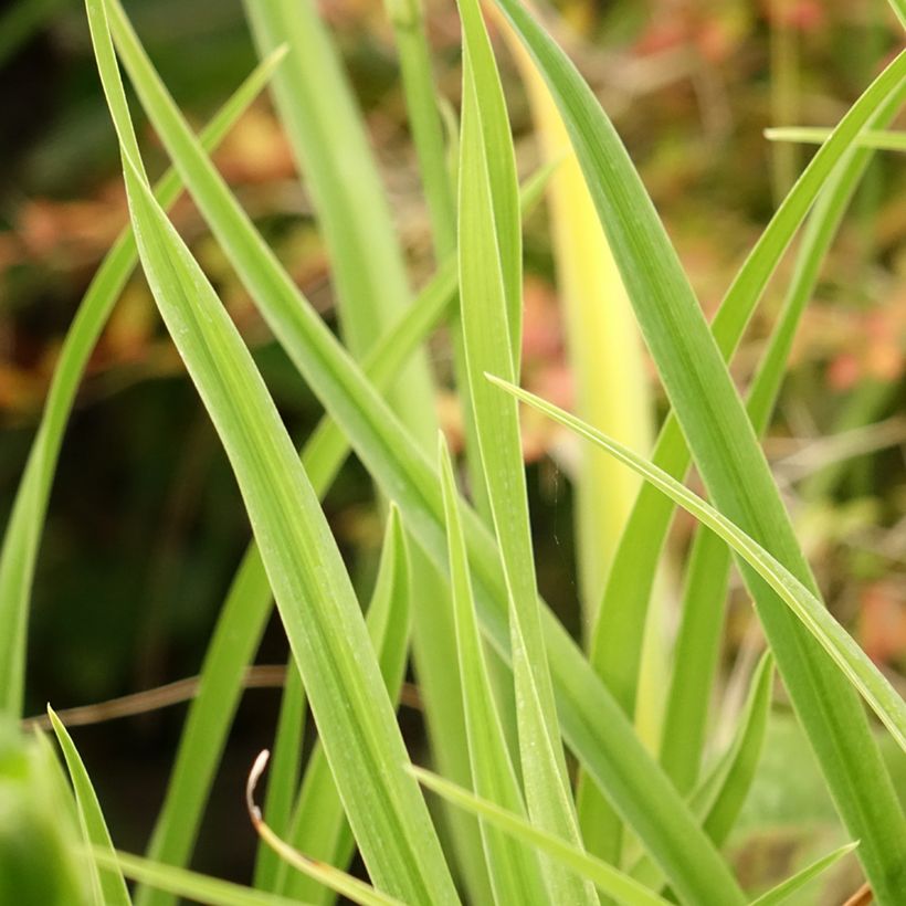 Hemerocallis Green Flutter - Taglilie (Laub)