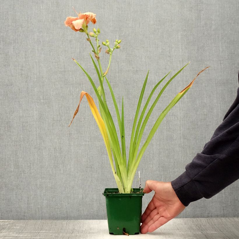 Exemplar von Hemerocallis Janice Brown - Taglilie Topf mit 1L/1,5L wie im Sommer geliefert