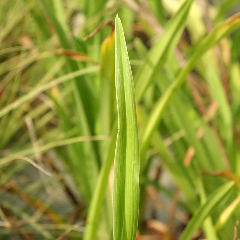 Hemerocallis Lacy Doily - Taglilie (Laub)